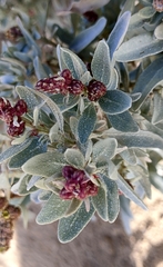 Atriplex cinerea