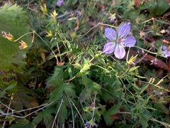 Geranium wlassovianum