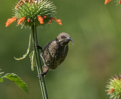 Chalcomitra senegalensis