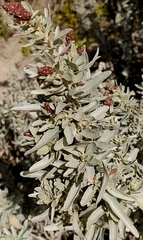 Atriplex cinerea