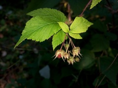 Rubus sachalinensis