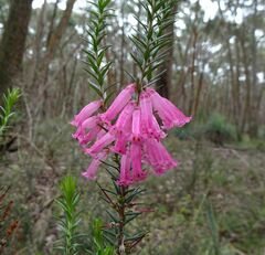 Epacris impressa
