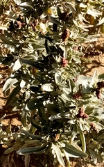 Atriplex cinerea