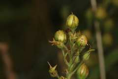 Lysimachia vulgaris