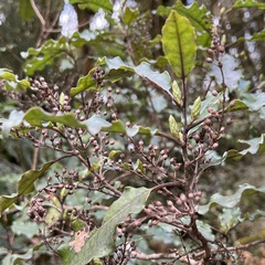 Quintinia serrata