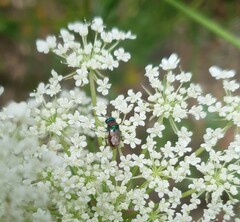 Chrysididae