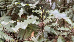 Quintinia serrata
