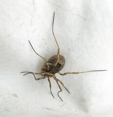 Odiellus spinosus