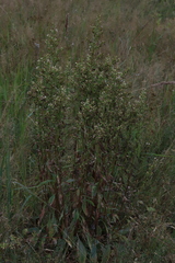 Solidago virgaurea