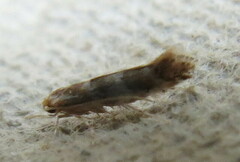 Cameraria ohridella