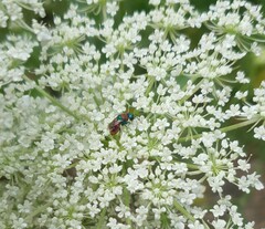Chrysididae