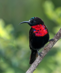 Chalcomitra senegalensis