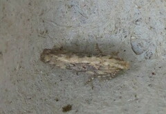 Scrobipalpa ocellatella