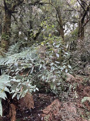 Quintinia serrata