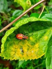 Dysdercus cingulatus