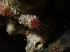 Microzoanthus