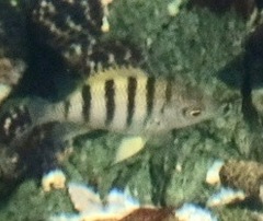 Abudefduf bengalensis