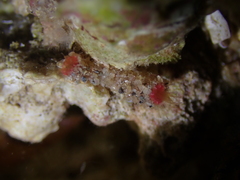 Microzoanthus
