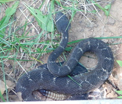 Crotalus cerberus