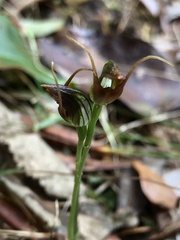 Pterostylis erecta