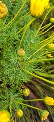 Euryops abrotanifolius