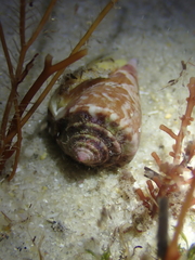 Conus klemae