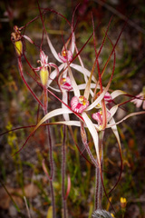 Caladenia