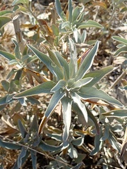 Salvia apiana