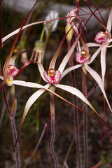 Caladenia