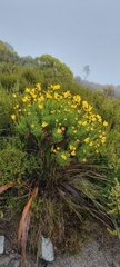 Euryops abrotanifolius