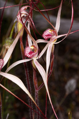 Caladenia