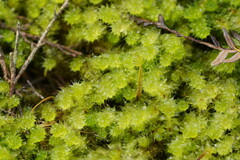 Ptychomnion aciculare