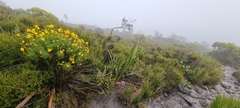 Euryops abrotanifolius