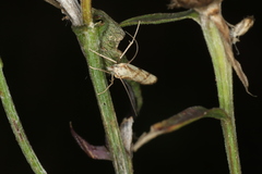 Agriphila inquinatella