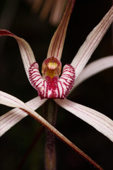 Caladenia