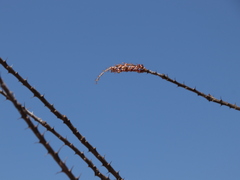 Fouquieria splendens