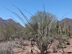 Fouquieria splendens