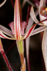 Caladenia