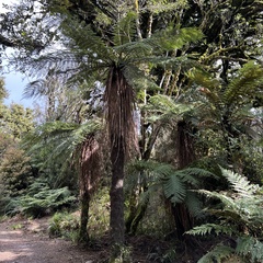 Cyathea smithii