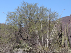 Fouquieria splendens