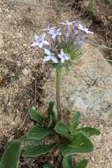 Pentanisia prunelloides