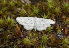 Idaea incisaria