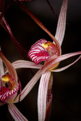 Caladenia
