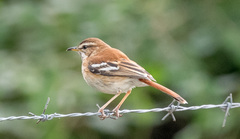Cercotrichas leucophrys