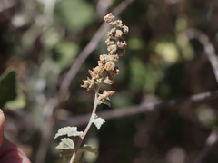 Ambrosia cordifolia