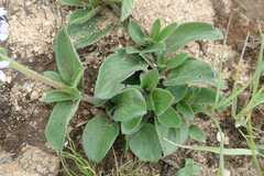 Pentanisia prunelloides