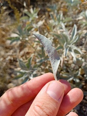 Salvia apiana