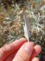Salvia apiana