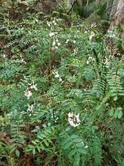 Indigofera australis