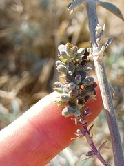 Salvia apiana